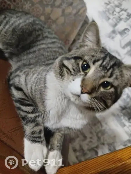 Пропал кот, Степная улица, 11, Первомайское - правое ушко чуть порванное - photo