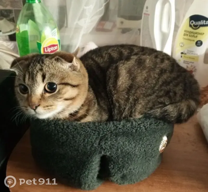 Пропал кот, улица Островских Молодогвардейцев, 85, Остров - тигровый окрас - photo