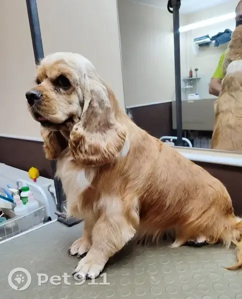 Пропала собака, Садовая улица, 92, Рощино - миниатюрный американский кокер спаниель - photo