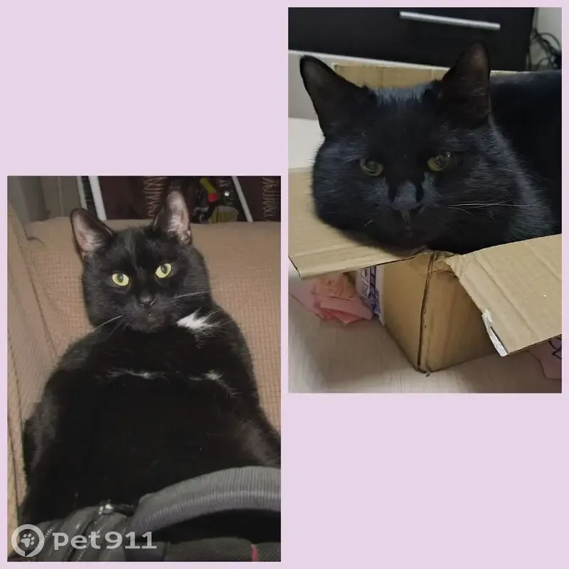 Пропал кот, улица Чайковского, 18, Бор - photo