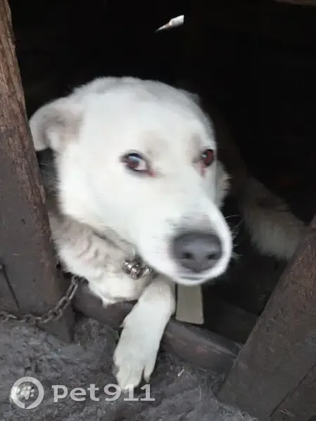 Пропал собака, Булгаковский сельсовет, Башкортостан - белый в чёрные пятна - photo