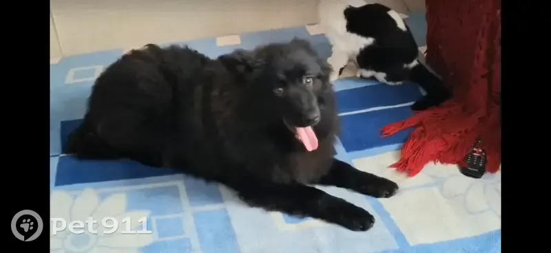 Пропал щенок, улица Орджоникидзе, 92, Батайск - пушистый без белых пятен - photo