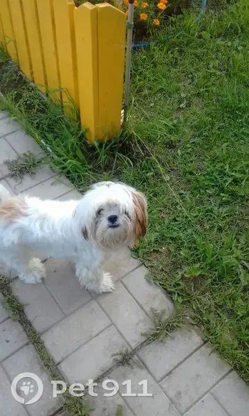 Пропала собака, проспект Николая Корыткова, 24, городской округ Тверь - белая с коричневыми пятнами - photo