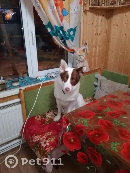 Пропал собака, Ильинка, Рязанская область - белый с коричневыми пятнами - photo