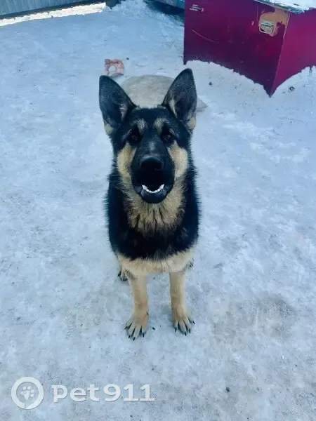 Пропал собака, улица Никитина, 51, Юрга - photo