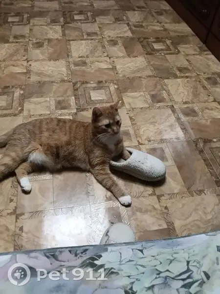 Пропал кот, улица Сенько, 4, городской округ Тамбов - photo