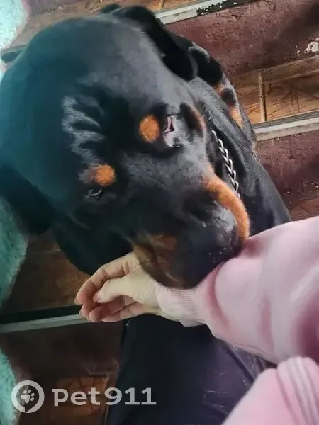 Пропал собака, Темрюк, Краснодарский край - железная цепь на шее - photo