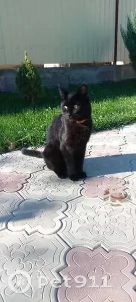 Пропала кошка, мужской, улица Космонавтов, Ленинградская - чёрный окрас, оранжевый ошейник - photo