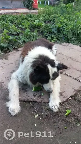 Пропала собака, мужской, д. Порицы, Ленинградская область - кличка Филл - photo