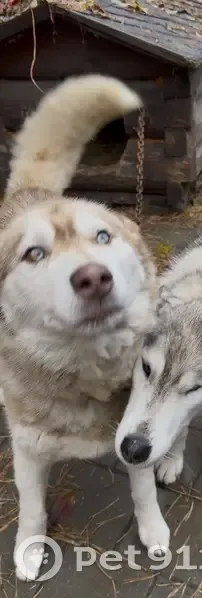 Пропала собака, Жил Городок, 1А, Волжский - хаски по кличке Шум - photo