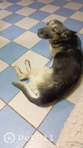 Пропал собака, Пушкинская улица, Воронеж - серый с чёрным - photo