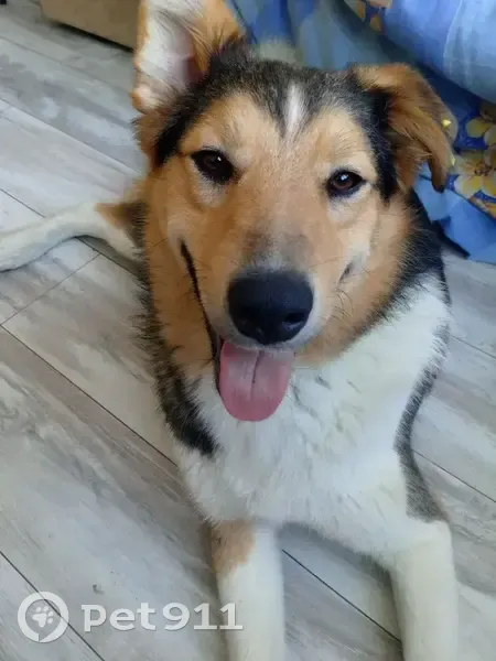 Пропал собака, Комсомольская улица, Новосибирск - был в ошейнике с поводком цвета хаки - photo