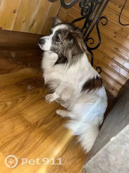 Пропала собака, Воскресенское сельское поселение, Вологодская область - белая с пятнами - photo