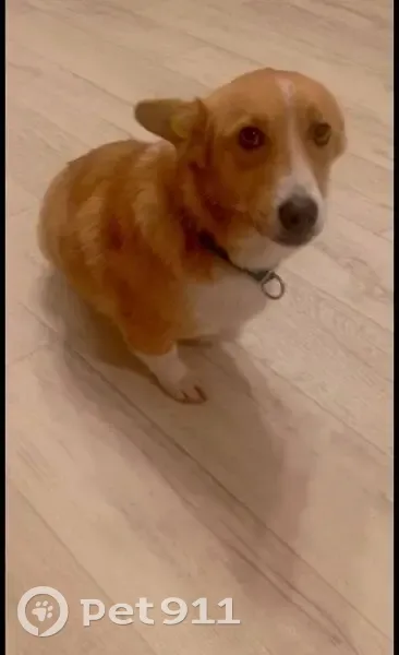 Пропала собака, Засечное, Пензенская область - метис корги, рыжая с белым пятном - photo