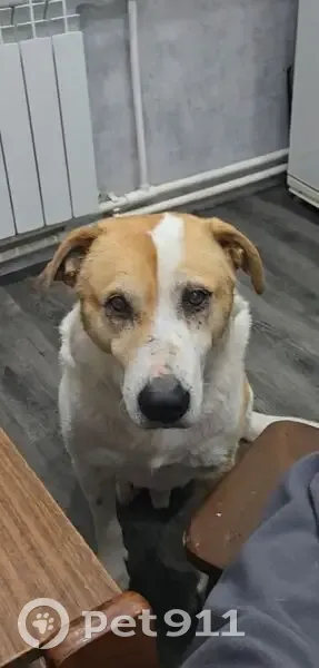 Пропал собака, мужской, Октябрьская улица, Троицкое - плохо слышит и видит - photo