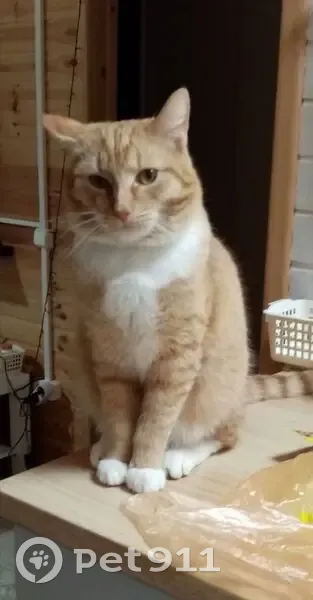 Пропал кот, 6-я линия, 283, Переславль-Залесский - рыжий с белыми 