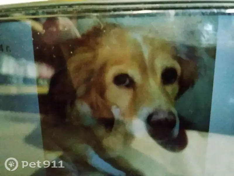 Пропал собака, проспект Советской Армии, Новокузнецк - рыжий с белой полосой на морде - photo