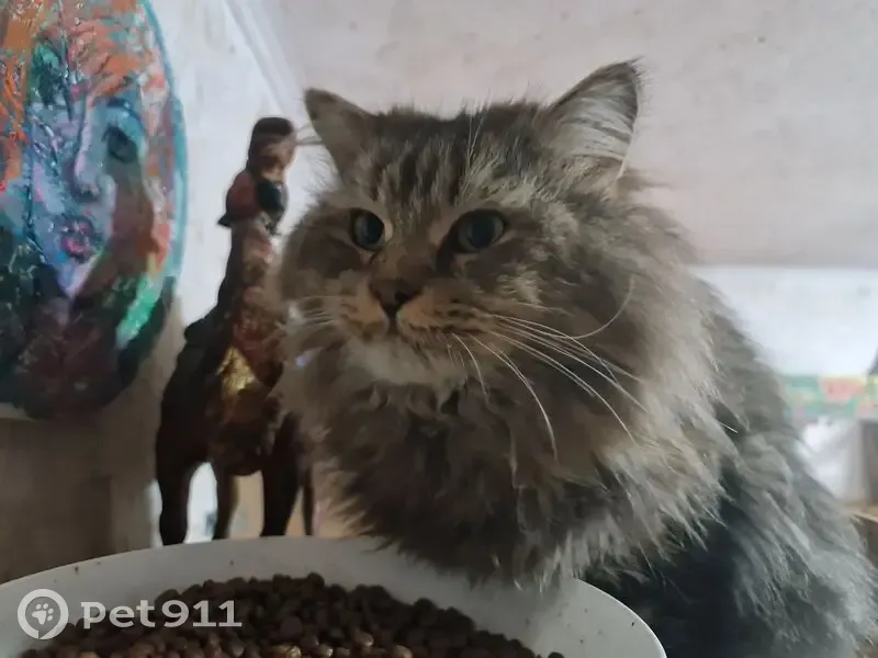 Пропал кот, 36, Гомнино, Лыщиково - большой и пушистый - photo