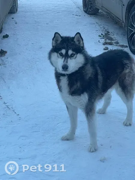 Пропал собака, мужской, Волковский переулок, Калуга - photo