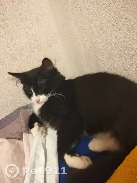 Пропал кот, Вокзальная улица, 140, Магнитогорск - чёрный с белым окрасом - photo