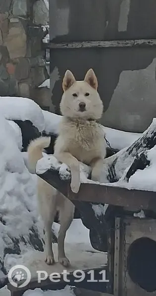 Пропал собака, мужской, Оборонная улица, 27, Апшеронск - белый с карими глазами - photo