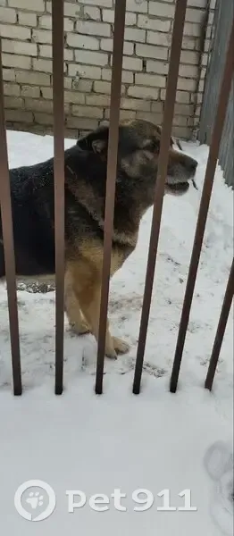 Пропала собака, Лесная улица, Кулебаки - овчарка, убежала - photo