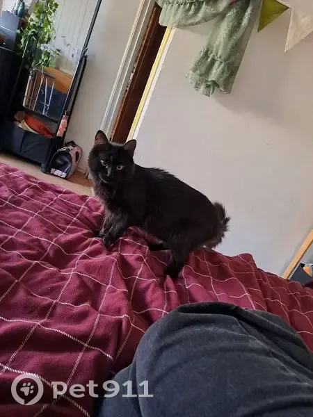 Пропал кот, Новоалексеевская улица, 7, Москва - похож на Мейкуна - photo