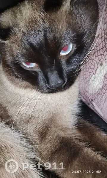 Пропал кот, улица Воеводы Боборыкнина, Кинешма - чёрно-бежевый - photo