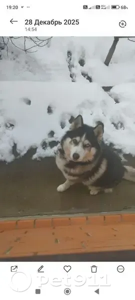 Пропал собака, Заречная улица, 103А, Белореченск - хаски, черно-белый, глаза разные - photo
