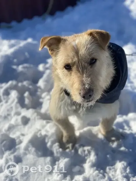 Пропал собака, Грушевская, Ростовская область - активный и игривый - photo