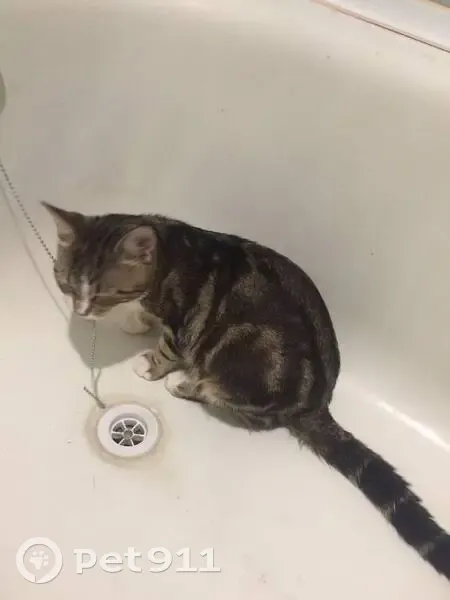 Пропал кот, Народный бульвар, 39А, Белгород - отзывается на кличку Бусик - photo