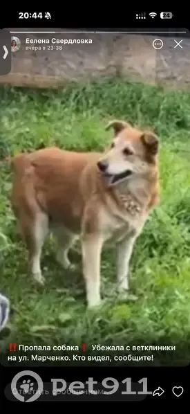 Пропала собака, женский пол, улица Михаила Марченко, 14, Свердловский - раненая, купирован хвост - photo
