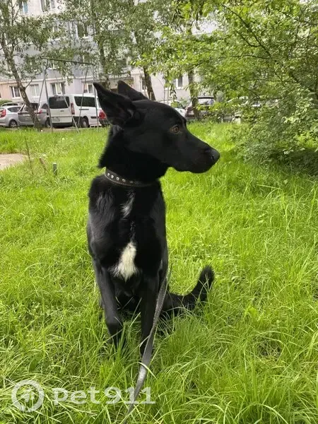 Пропал собака, Янтарный, Калининградская область - пугливый, белое пятно на груди - photo