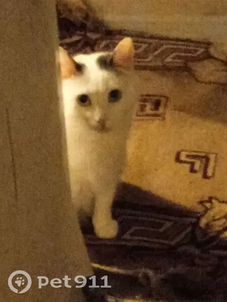 Пропал кот, Пенза, Пензенская область - белый окрас, тёмный хвост - photo