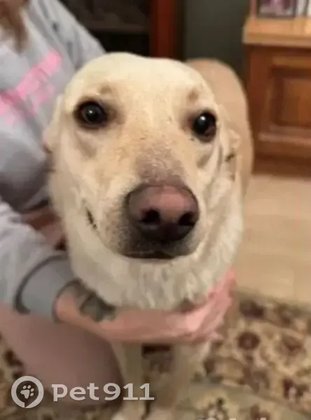 Пропала собака, городской округ Курск, Курская область - светлый, кастрирован, около 3 лет - photo