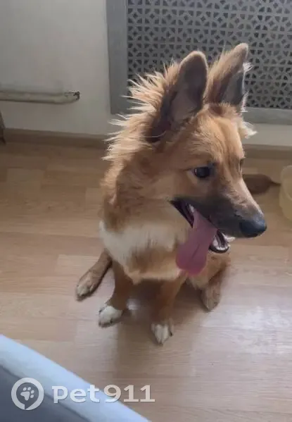 Пропала собака, улица Ольги Берггольц, Санкт-Петербург - рыже-белый окрас, чёрная мордочка - photo