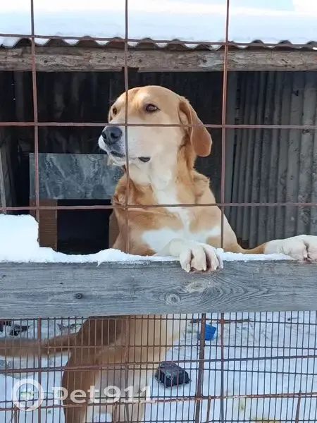 Пропал собака, Хохол, Воронежская область - русская гончая с бородавкой на подбородке - photo