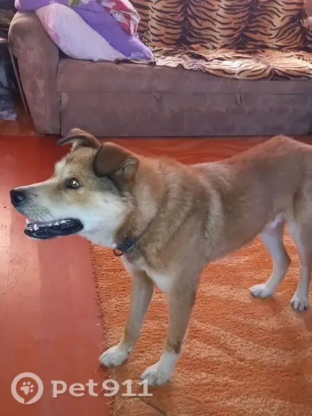 Пропал собака, улица Мичурина, 29, Полевской - рыжий окрас, белые лапки - photo