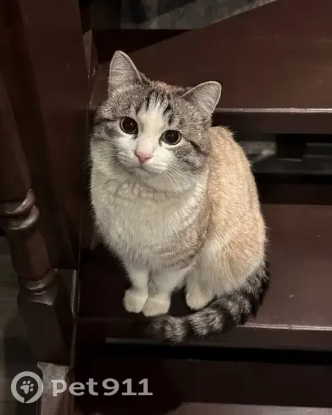 Пропал кот, улица Бестужева, 14, Новосибирск - светлый окрас, голубые глаза - photo