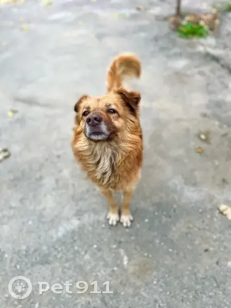 Пропал собака, улица Кочубея, 46, Будённовск - рыжий окрас, хвост кольцом - photo