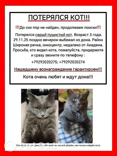 Пропал кот, район Широкая речка, Екатеринбург - серый пушистый, 3 года - photo