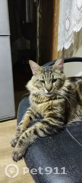 Пропал кот, улица Белинского, Уфа - мейн-кун с кисточками на ушах - photo