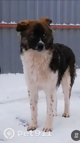 Пропал собака, Большие Чапурники, Волгоградская область - photo
