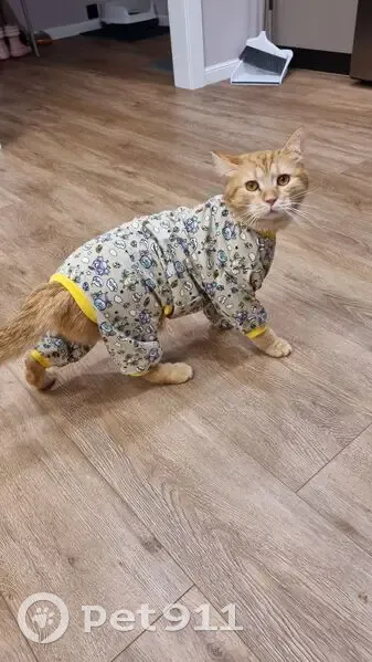 Пропал кот, Вологда — Норобово, Можайское - рыжий с черной родинкой - photo