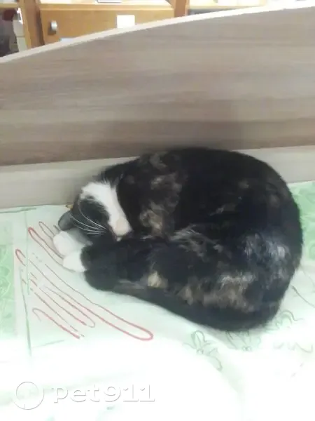 Пропала кошка, улица Азина, 8, Кирово-Чепецк - чёрная с белыми и рыжими пятнами - photo