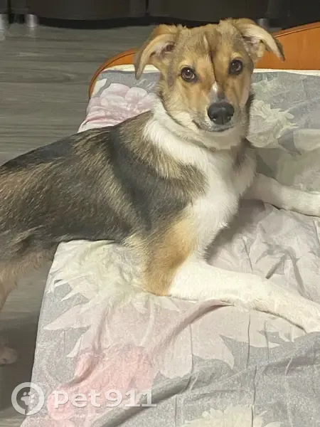 Пропал собака, Коломно, Тверская область - добрый песик с чёрным ошейником - photo