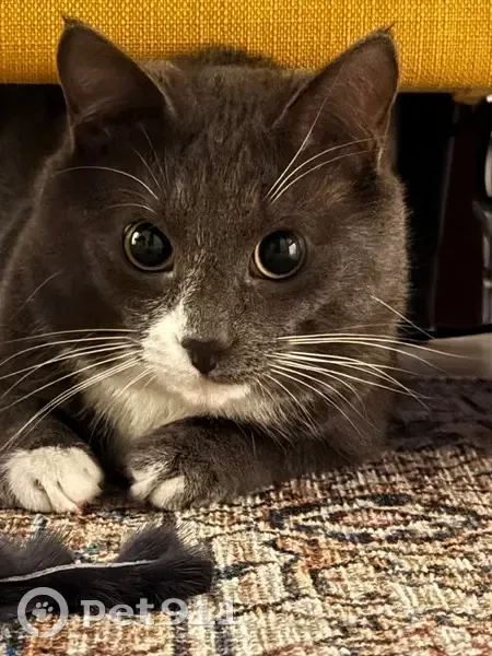 Пропал кот, улица Фадеева, Москва - серый с белой грудкой - photo