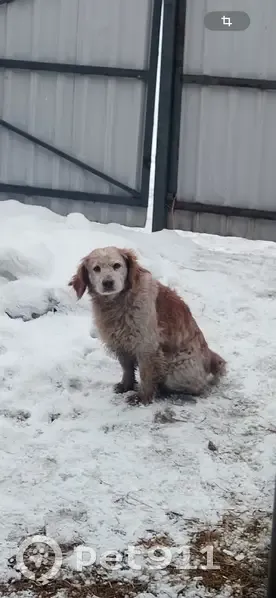 Пропала собака, Фабричная улица, Белово - бело-рыжий окрас, откликается на имя - photo