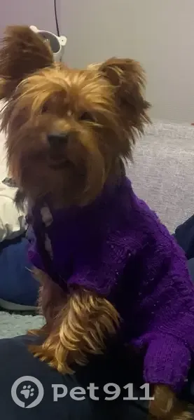 Пропала собака, женский пол, Вознесенское шоссе, Колпино - photo