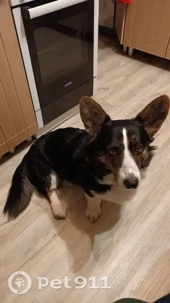 Пропала собака, Новокузнецк, Кемеровская область - photo